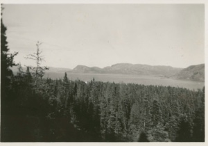 Image: View over tree tops to mountains